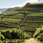Vini della Val di Cembra