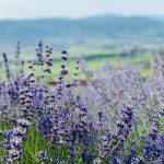 Lavanda e Valpolicella: scopri Creative Organic Farm Pernigo e Cantina Ripa della Volta 14 Lavanda e Valpolicella