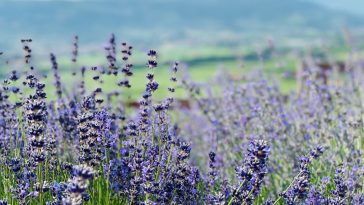 Lavanda e Valpolicella