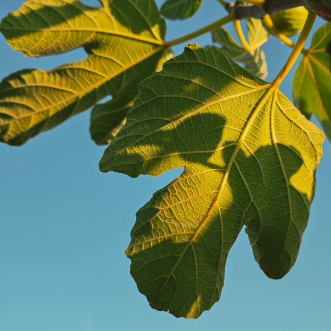 foglie del fico usate in cucina