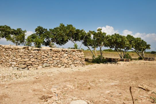 alberi fichi