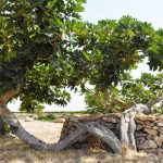 il fico tra storia e cucina