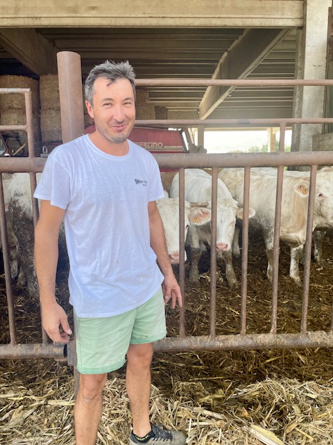 allevamento bovino manfredi