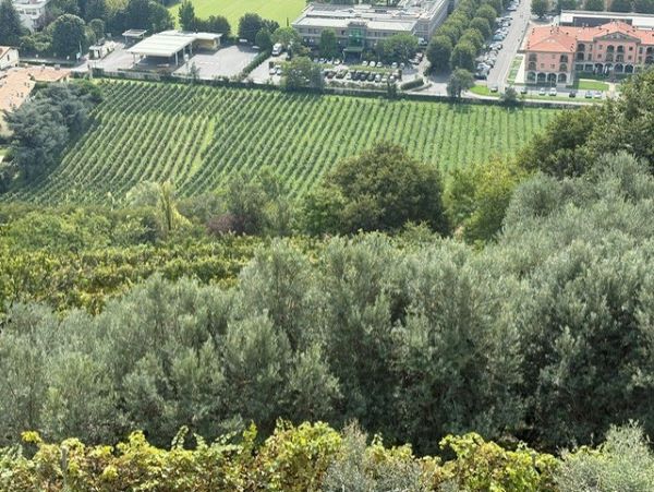 vigneti convento dell'annunciata rovato
