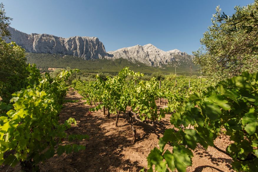 Iolei Winery e Nepente di Oliena: il Cannonau sardo tra storia, territorio e degustazione 1 vigneti azienda Iolei