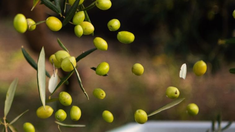 QOCO 2026: l'olio di Puglia protagonista ad Andria 3 QOCO 2026