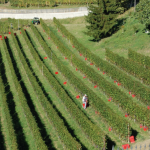 Vini italiani e rossi da scoprire: tra crisi e rinascita 18 Vini italiani e rossi