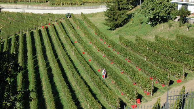 Vini italiani e rossi da scoprire: tra crisi e rinascita 2 Vini italiani e rossi
