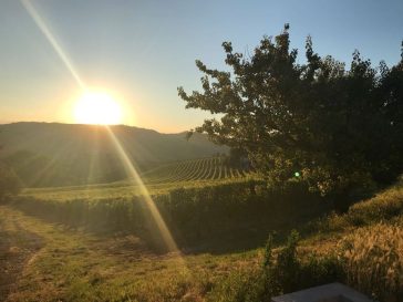 Primitivo di Manduria: viaggio tra terre, vino e memoria 5 cantine felline salento