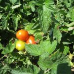 Pomodoro: come fare il sugo senza errori comuni (evitando lo zucchero) 11 pomodori