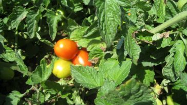 pomodori