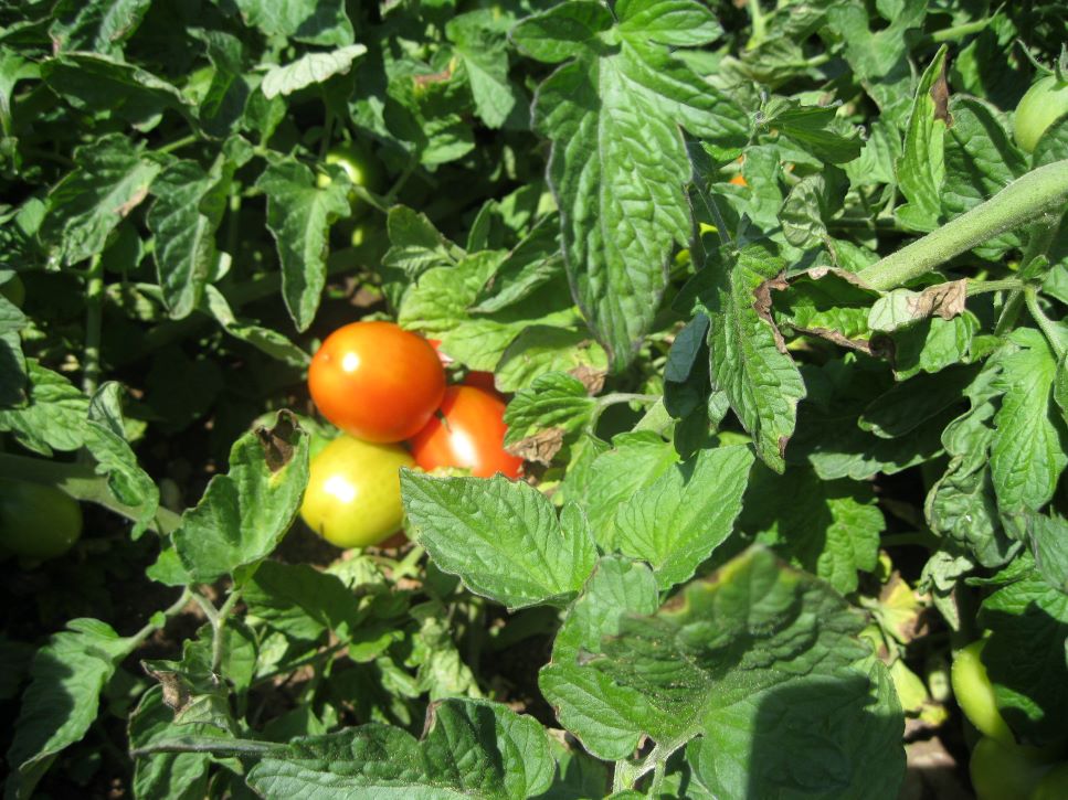 Ricette estive: be vegetarian, be happy! 2 pomodori