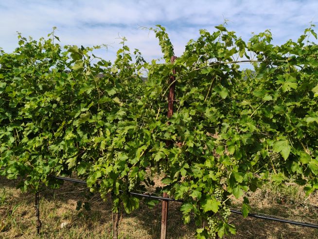 vigneti Le Fraghe nel veronese vicino al Lago di Garda