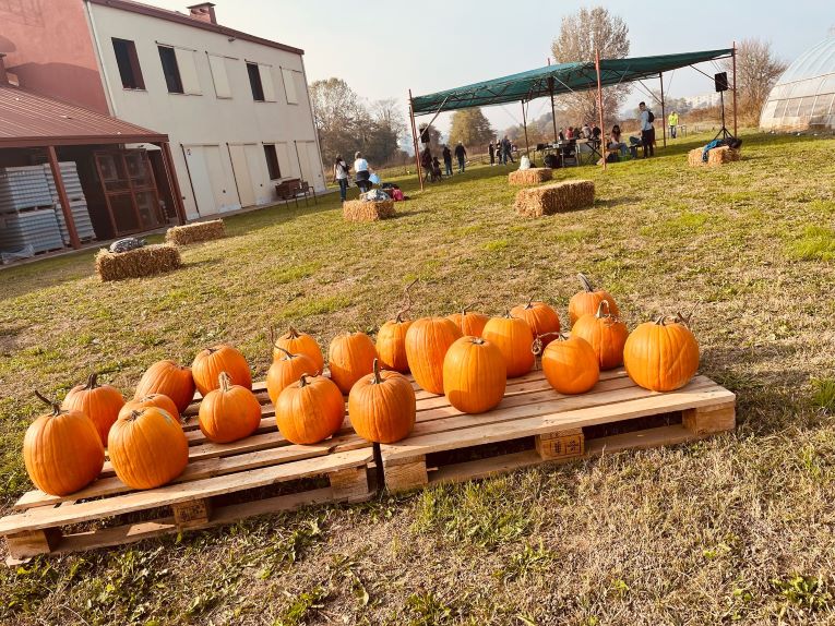 Filiera alimentare sociale nel Sud Milano: il modello de L'Impronta che unisce cibo, lavoro e inclusione 1 ZUCCHE AGRIVID: DAL CAMPO AL PIAYYO