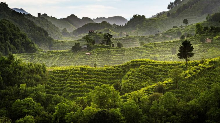 Cosa vedere a San Pietro di Feletto: tra borghi, vigneti e cantine del Conegliano Valdobbiadene DOCG 2 Cosa vedere a San Pietro di Feletto