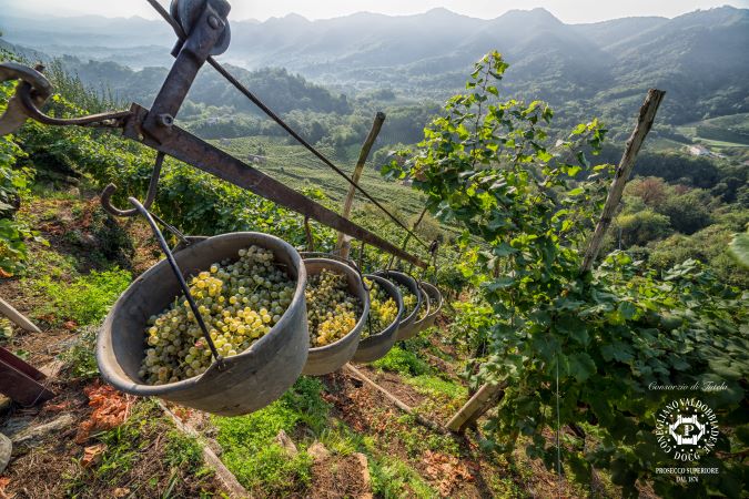 vendemmia eroica conegliano valdobbiadene