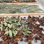 Fichi del Cilento: storia, tradizione e futuro del Fico Bianco 15 essicazione fichi bianchi del Cilento