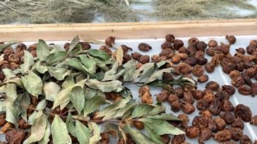 essicazione fichi bianchi del Cilento
