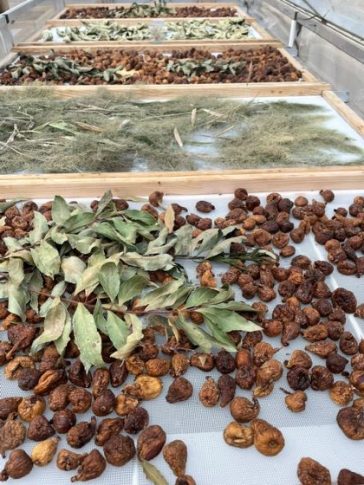 essicazione fichi bianchi del Cilento