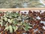 essicazione fichi bianchi del Cilento