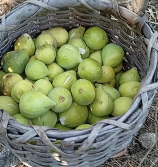 I fichi Bianchi del Cilento DOP sono un prodotto fortemente legato alla storia agricola e gastronomica del territorio cilentano.