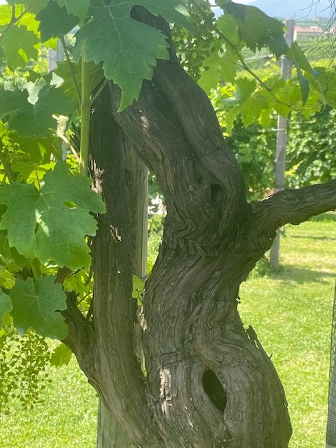 Vigneto eroico sulle colline del Conegliano Valdobbiadene DOCG