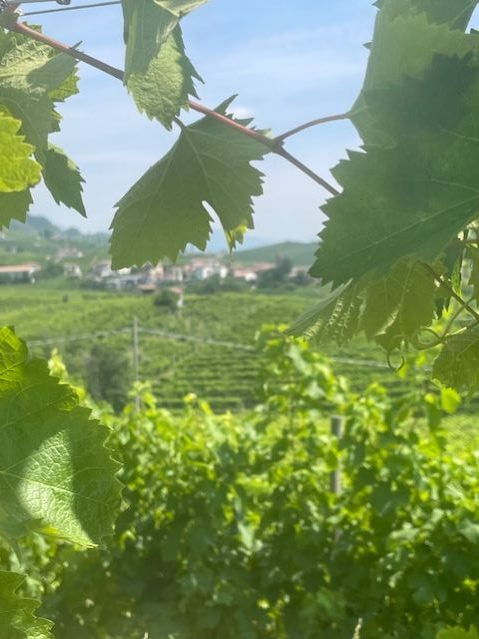 Vigneti nelle colline del Conegliano Valdobbiadene DOCG