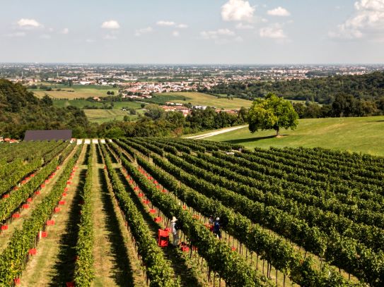 Centoventi Metodo Classico Pas Dosé: il Pinot Nero secondo Ongaresca 4 Ongaresca nasce nel 1995 dall'unione delle famiglie Sinico e Traverso