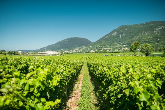 Ottobre tra le vigne: il viaggio che sa di vendemmia, memoria e tavola 4 Roeno, azienda vitivinicola della famiglia Fugatti.