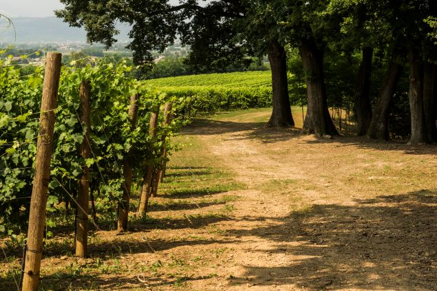 Ottobre tra le vigne: il viaggio che sa di vendemmia, memoria e tavola 1 giusti wine