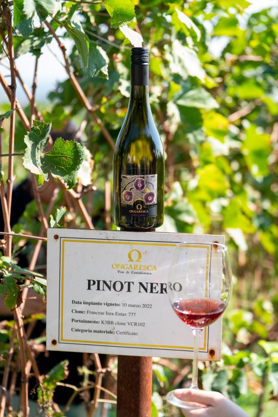 Centoventi Metodo Classico Pas Dosé: il Pinot Nero secondo Ongaresca 2 Per il Pinot nero di Ongaresca sono stati utilizzati tre diversi cloni di Pinot Nero.