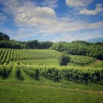 Ottobre tra le vigne: il viaggio che sa di vendemmia, memoria e tavola 13 Ottobre tra le vigne: