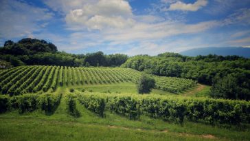 Ottobre tra le vigne: il viaggio che sa di vendemmia, memoria e tavola 2 Ottobre tra le vigne: