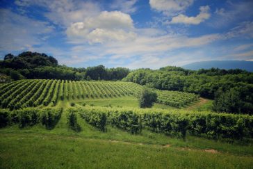 Ottobre tra le vigne: il viaggio che sa di vendemmia, memoria e tavola 9 Ottobre tra le vigne: