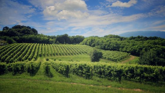 Ottobre tra le vigne: il viaggio che sa di vendemmia, memoria e tavola 9 Ottobre tra le vigne: