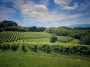 Ottobre tra le vigne: