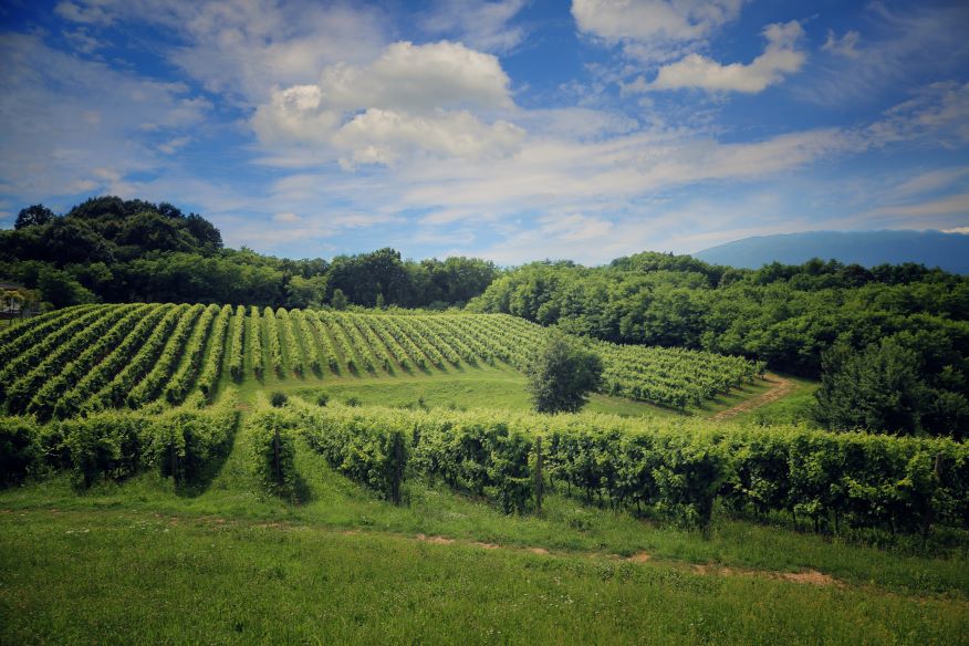 Ottobre tra le vigne: