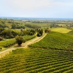 San Colombano al Lambro, dove il vino racconta una Milano che non conosciamo 23 San Colombano al Lambro