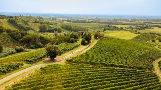 San Colombano al Lambro, dove il vino racconta una Milano che non conosciamo 9 San Colombano al Lambro