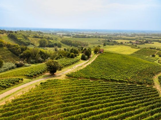 San Colombano al Lambro, dove il vino racconta una Milano che non conosciamo 28 San Colombano al Lambro
