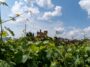 Barolo en primeur 2026: vino e solidarietà. Al Castello di Grinzane Cavour tra arte, cibo e cultura 3 Castello di Grinzane Cavour