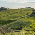 Nizza DOCG