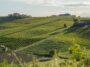 Nizza DOCG