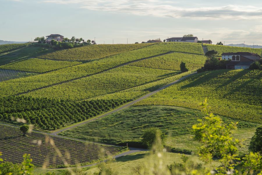 Nizza DOCG