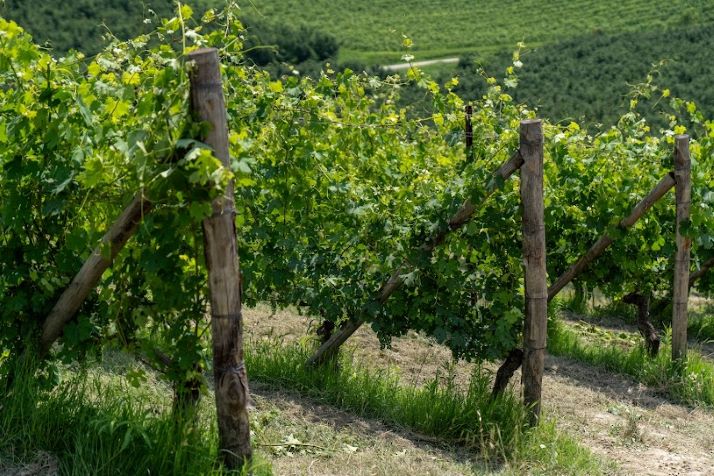 Barolo en primeur 2026: vino e solidarietà. Al Castello di Grinzane Cavour tra arte, cibo e cultura 2 Vigna Gustava 2025: il Barolo che nasce ai piedi del Castello